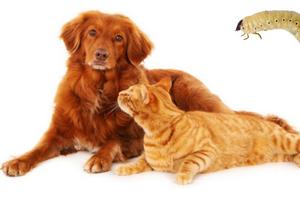 Gusano barrenador: Así puedes proteger a tus mascotas de este problema