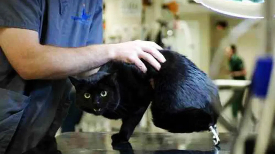 Murió Óscar, el primer gato biónico del mundo: así cambió la medicina veterinaria