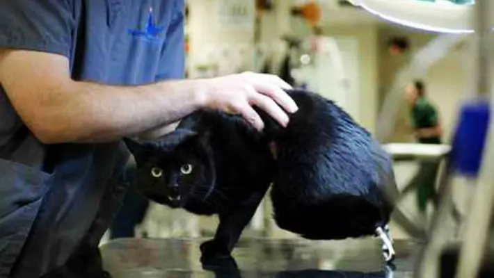 Murió Óscar, el primer gato biónico del mundo: así cambió la medicina veterinaria