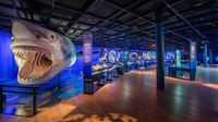 Exposición GRATIS de Tiburones en CDMX: ¡En Nueva York fue un éxito!