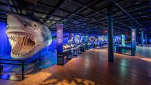 Exposición GRATIS de Tiburones en CDMX: ¡En Nueva York fue un éxito!