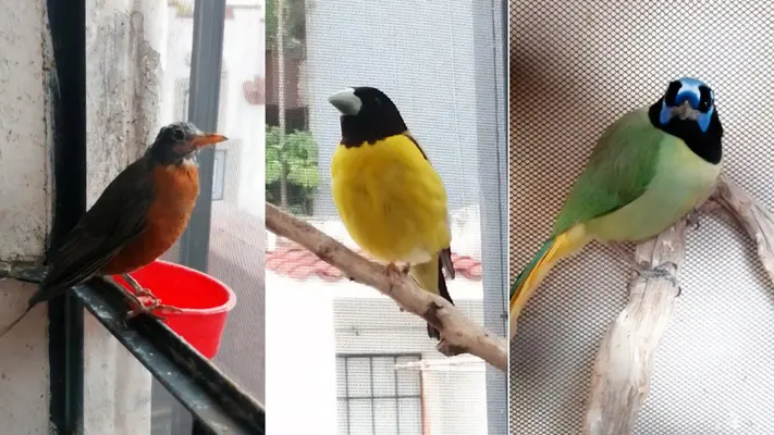 Encuentran 43 aves exóticas en domicilio de la Condesa; no pudieron acreditar su legalidad