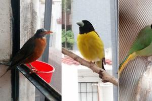 Encuentran 43 aves exóticas en domicilio de la Condesa; no pudieron acreditar su legalidad