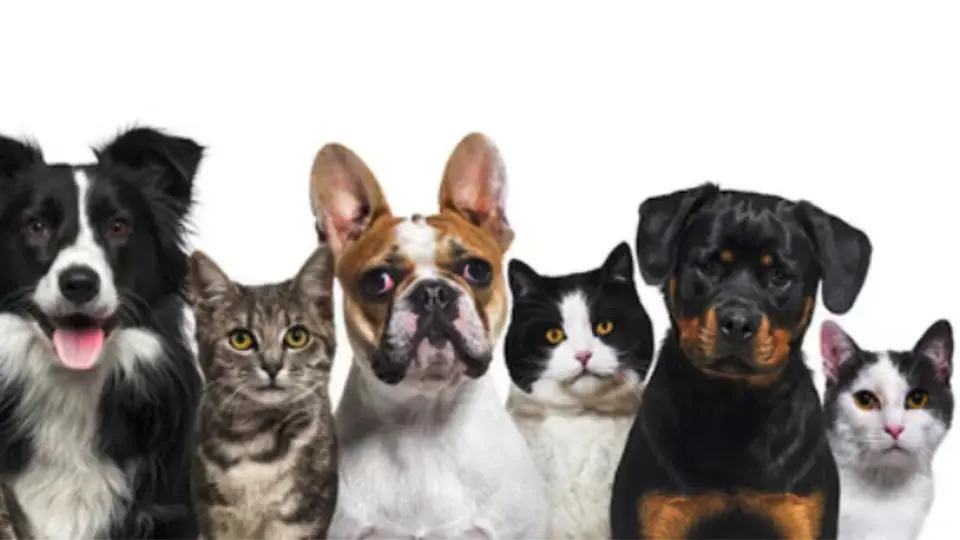 CURP para mascotas CDMX: ¿Cuándo y dónde te lo van a pedir?