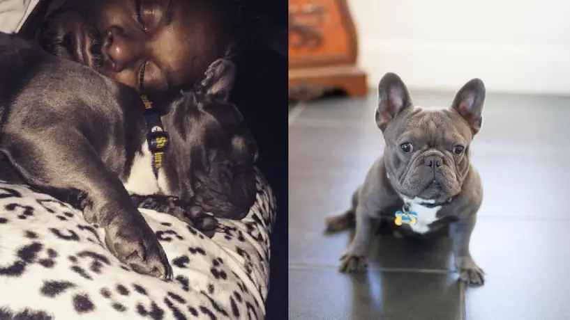 Snoop Dogg hace llorar a Internet al anunciar la muerte de su perro