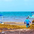 Prevén incremento de 40% en la llegada de sargazo al Caribe mexicano en 2025