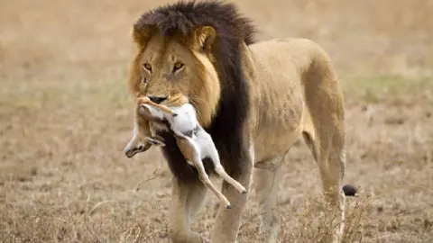 Zoológico de Dinamarca pide mascotas no deseadas para alimentar a sus depredadores
