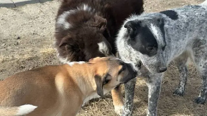 Día del perro mestizo: ¿Por qué se celebra hoy 28 de mayo en todo el mundo?