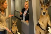 ¿Es real el video del canguro tratando de subir a un avión? Esto revelaron los expertos
