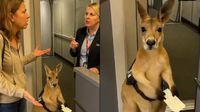 ¿Es real el video del canguro tratando de subir a un avión? Esto revelaron los expertos