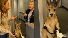 ¿Es real el video del canguro tratando de subir a un avión? Esto revelaron los expertos