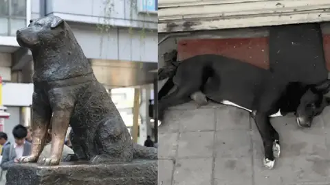 Hachiko, conoce la historia del perrito que espera por su dueño asesinado en Culiacán