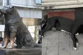 Hachiko, conoce la historia del perrito que espera por su dueño asesinado en Culiacán