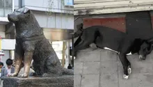 Hachiko, conoce la historia del perrito que espera por su dueño asesinado en Culiacán