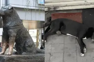 Hachiko, conoce la historia del perrito que espera por su dueño asesinado en Culiacán