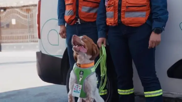 Manchas, el perro ingeniero que detecta fugas de agua en Saltillo