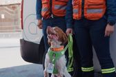 Manchas, el perro ingeniero que detecta fugas de agua en Saltillo