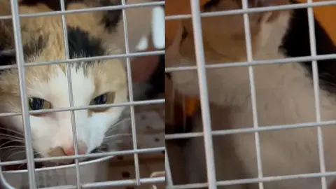 Rescatan a “Pozola”, la gatita atrapada 15 días en la Academia Militarizada Ollin tras clausura