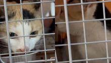 Rescatan a “Pozola”, la gatita atrapada 15 días en la Academia Militarizada Ollin tras clausura
