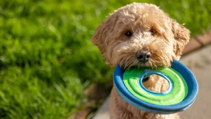 Adóptame 2025: ¿Cómo adoptar un perrito rescatado del Metro de la CDMX?
