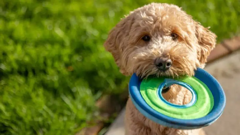 Adóptame 2025: ¿Cómo adoptar un perrito rescatado del Metro de la CDMX?
