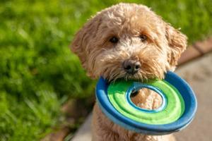 Adóptame 2025: ¿Cómo adoptar un perrito rescatado del Metro de la CDMX?