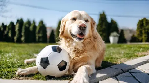 ¿Cuándo es el Día del Perro en México y por qué se celebra?