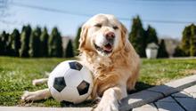 ¿Cuándo es el Día del Perro en México y por qué se celebra?