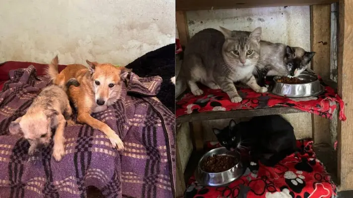 Albergue de perritos puede desaparecer por extorsiones del crimen organizado