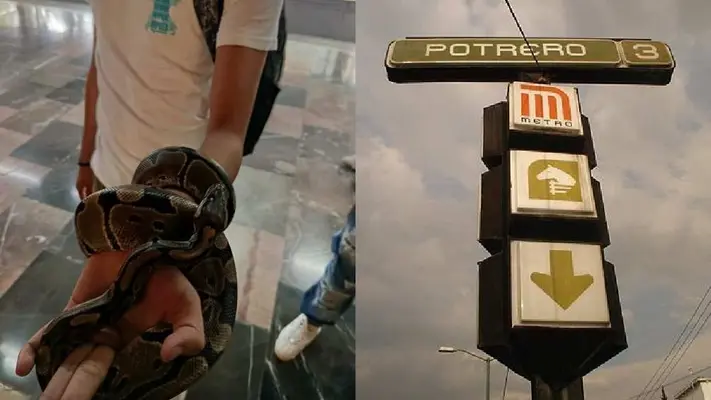 Usuario del Metro es sorprendido viajando con serpiente en la mano