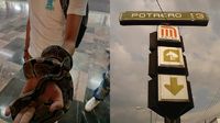 Usuario del Metro es sorprendido viajando con serpiente en la mano