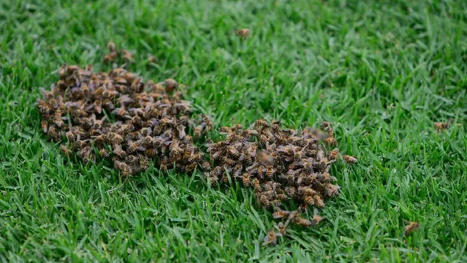 Juego de América ante Necaxa, en la Liga MX Femenil, retrasado por enjambre de abejas
