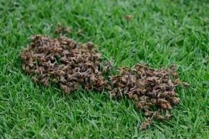Juego de América ante Necaxa, en la Liga MX Femenil, retrasado por enjambre de abejas