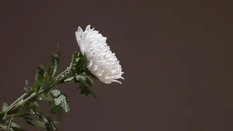 Fallece una leyenda de la música ranchera y el cine mexicano a los 91 años: “Me voy cantando”