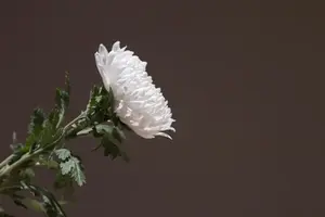 Fallece una leyenda de la música ranchera y el cine mexicano a los 91 años: “Me voy cantando”