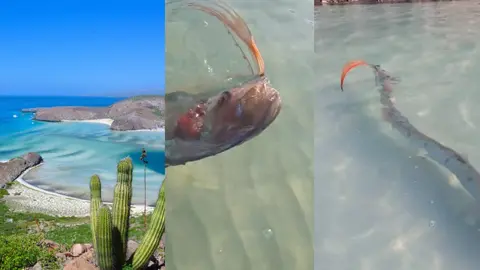 Aparece pez remo en Baja California Sur ¿Vendrá un desastre para México?