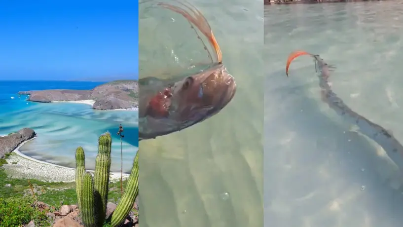 Aparece pez remo en Baja California Sur ¿Vendrá un desastre para México?