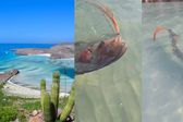 Aparece pez remo en Baja California Sur ¿Vendrá un desastre para México?