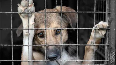 Fiscalía de la CDMX crea agencia para investigar y sancionar el maltrato animal