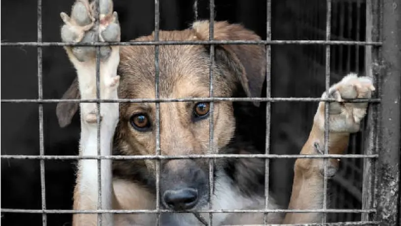 Fiscalía de la CDMX crea agencia para investigar y sancionar el maltrato animal