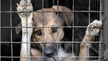 Fiscalía de la CDMX crea agencia para investigar y sancionar el maltrato animal
