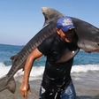 VIDEO: Pescador en Michoacán captura tiburón tigre con sus propias manos
