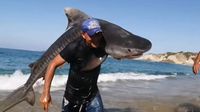 VIDEO: Pescador en Michoacán captura tiburón tigre con sus propias manos