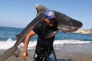 VIDEO: Pescador en Michoacán captura tiburón tigre con sus propias manos