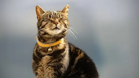 Día Internacional del Gato: ¿por qué existen tres fechas para celebrarlos?