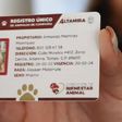 CURP para mascotas: Requisitos y costo de la multa si no lo tramitas en junio 2025