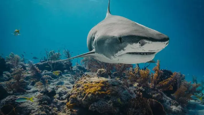 Cámara de Diputados confunde a tiburones con mamíferos marinos y las redes no perdonan