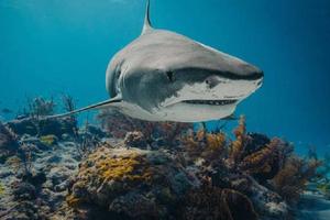 Cámara de Diputados confunde a tiburones con mamíferos marinos y las redes no perdonan