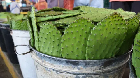 ¡Gana 10 mil pesos! Arman el 3er concurso de desespinado de nopal