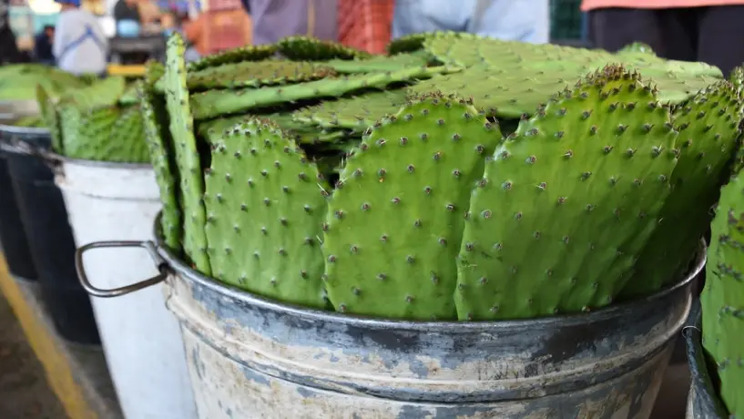 ¡Gana 10 mil pesos! Arman el 3er concurso de desespinado de nopal